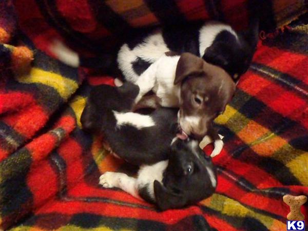 Puppies in IA